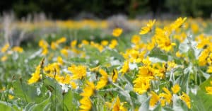 field of flowers