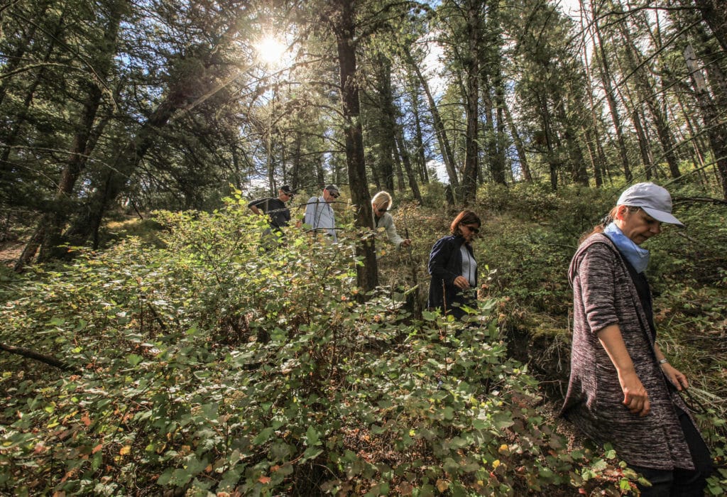 Hikers walking through the forest near Mountain Sky