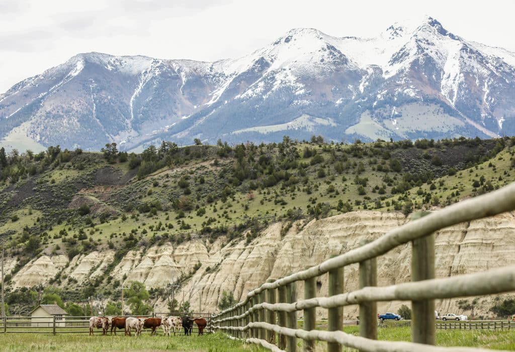 Cattle in a field standing in front of a spectacular mountain backdrop