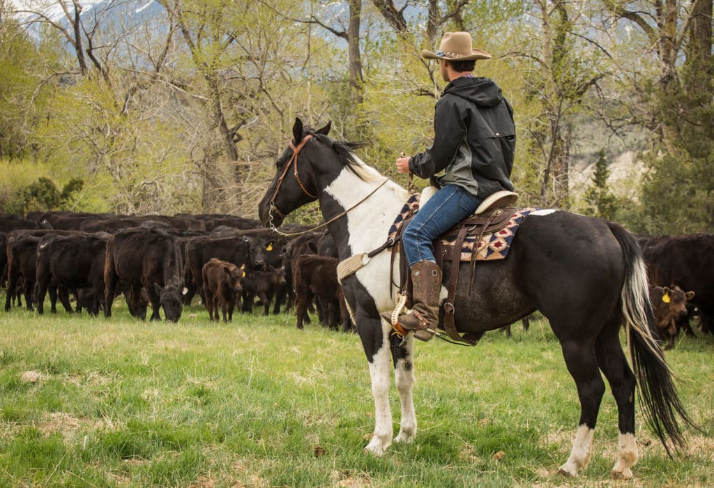 Rancher sitting on horseback in front of a field full of cattle