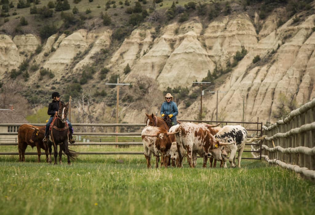 Ranchers on horseback in an enclosure with cattle