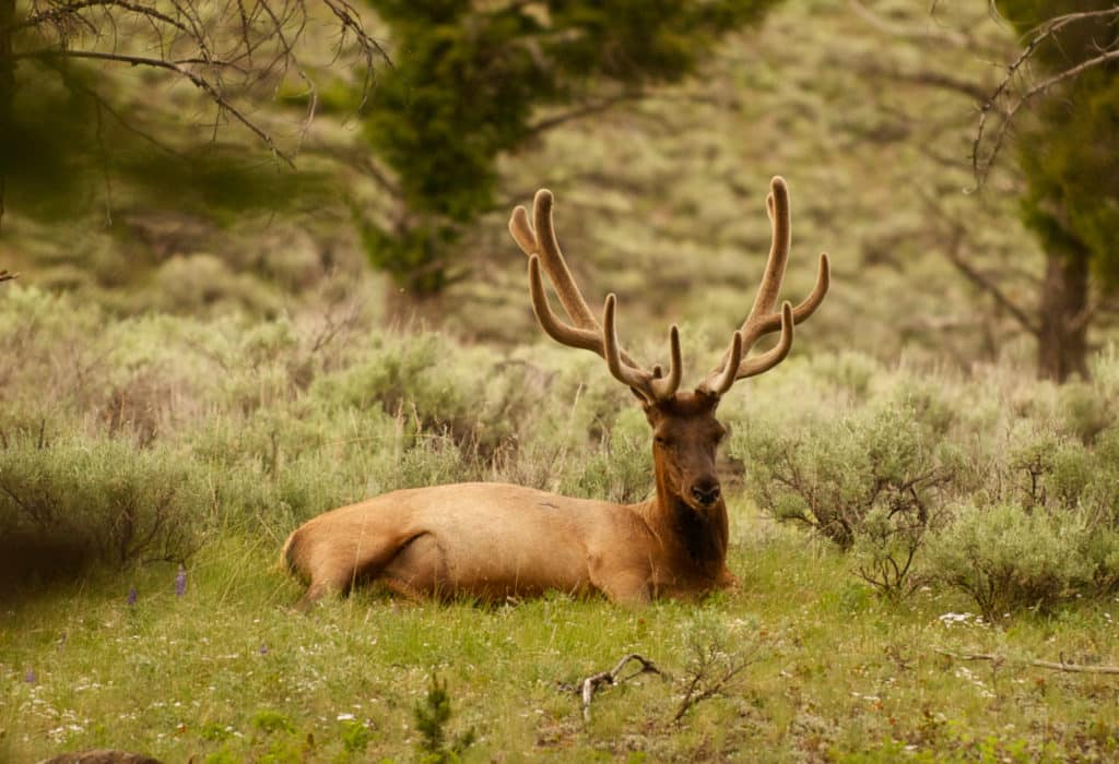 Elk laying down in Yellowstone Park