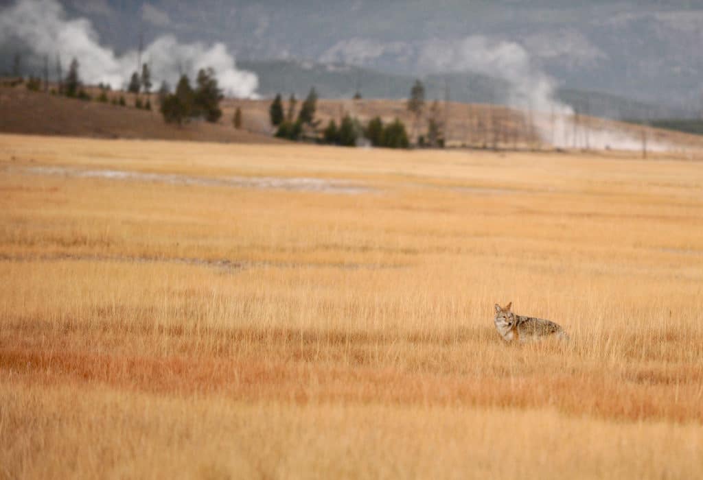 Coyote in a field by Yellowstone