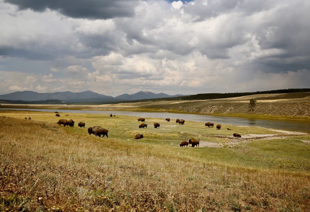 Bison in expansive field near Yellowstone